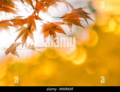 autumn leaves with sun rays, very shallow focus Stock Photo