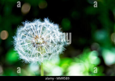 Soft focus of common dandelion flower on a blur background - Taraxacum officinale, Asteraceae, Asterales Stock Photo