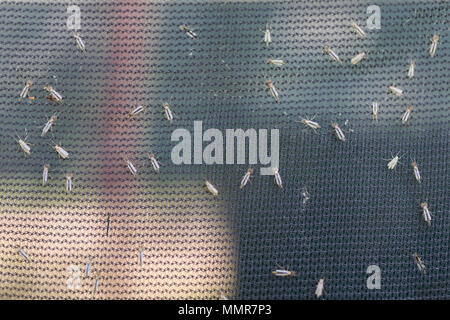 Lot of midges or mosquiotos sitting on balck protective insect screen. Chironomus plumosus Stock Photo