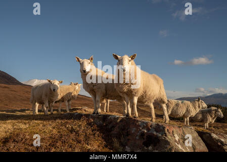 Thickly coated sheep on the hillside near Culnnacraig enjoying the late afternoon sun. A snow topped Ben Mor Coigach is just visible behind the sheep  Stock Photo