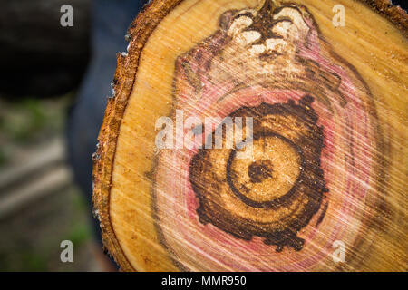 Smooth cut of sawn round wooden log Stock Photo