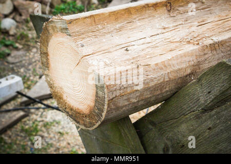 Smooth cut of sawn round wooden log Stock Photo