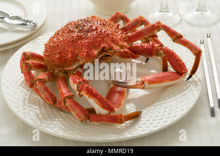 One whole cooked crab on a white plate, on the table, in harsh light ...