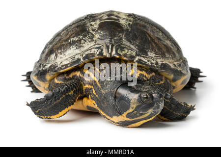 Single water turtle isolated on white background close up Stock Photo