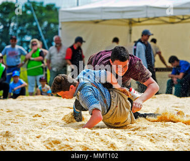 Anières, Geneva, Switzerland. 12 May 2015. Swiss wrestlers fighting in saw dust ring, 19th Swiss wrestling festival of the Canton of Geneva, Anières, Geneva, Switzerland. Credit: GFC Collection/Alamy Live News Stock Photo