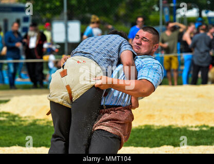 Anières, Geneva, Switzerland. 12 May 2015. Swiss wrestlers fighting in saw dust ring, 19th Swiss wrestling festival of the Canton of Geneva, Anières, Geneva, Switzerland. Credit: GFC Collection/Alamy Live News Stock Photo