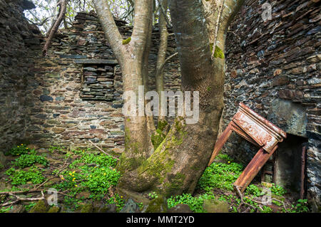 Ardara, County Donegal, Ireland. 13th May 2018. A tree grows through the floor of an abandoned cottage in rural Ireland. This property was inhabited until 1955 when the family moved to USA for economic reasons. Many similar cottages dot the landscape of rural Ireland as testament to a long history of Irish migration. Credit: Richard Wayman/Alamy Live News Stock Photo