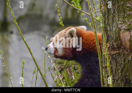 The Red Panda At The Artis Zoo Amsterdam the Netherlands Stock Photo