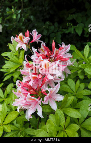 Structural gardening: Pretty evergreen pink flowers of an azalea shrub ...