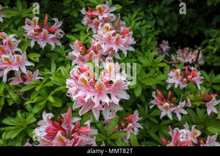 Structural gardening: Pretty evergreen pink flowers of an azalea shrub ...
