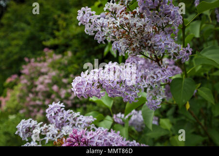 Purple - mauve fragrant sweet smelling common lilac (Syringa vulgaris) flower spikes close up in full bloom flowering in a Surrey garden in spring, UK Stock Photo