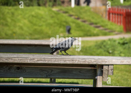 Western Jackdaw On A Picnic Table Stock Photo