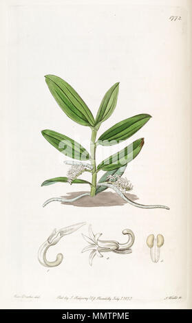 . Campylocentrum micranthum (as syn. Angraecum micranthum)  . 1836. Miss Drake (1803-1857) del., J. Watts sc. Campylocentrum micranthum (as syn. ''Angraecum micranthum'') - Edwards vol 21 pl 1772 (1836) Stock Photo