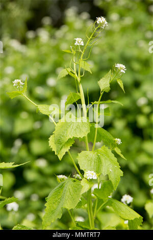 Flowering Jack-by-the-Hedge, Alliaria petiolata, growing alongside a small country road in North Dorset England UK GB. It is edible and also known as 