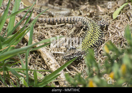 Wall lizards (Podarcis muralis), an introduced non-native reptile species, at Boscombe in Dorset, UK Stock Photo