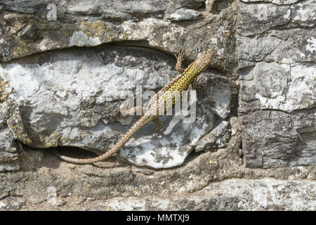 Wall lizard (Podarcis muralis), an introduced non-native reptile species, at Boscombe in Dorset, UK Stock Photo