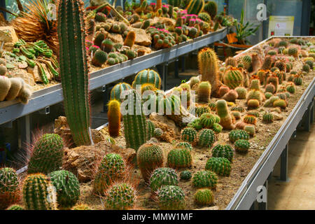 Cactus plantation with many different kind of cactus. You can find here tall or small wide or tights. They are standing in a botanic garden. Stock Photo