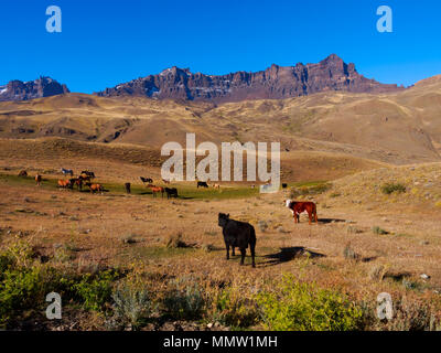 Cattle and horses graze in the valley of Rio Baguales, Patagonia, Chile Stock Photo