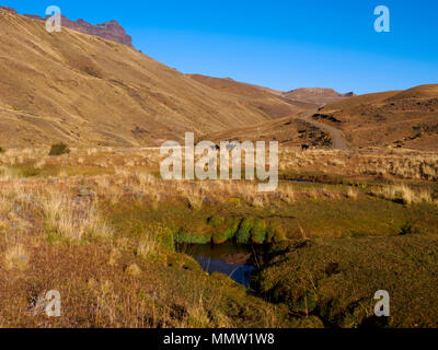 Cattle graze in the grasslands of Estancia Baguales, Patagonia, Chile. The valley of Rio Baguales is a remote area close to the border of Argentina. Stock Photo