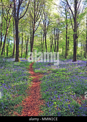 Bluebell woods in springtime, Hampshire, England Stock Photo