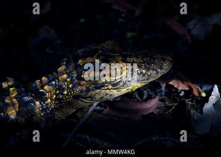A baby alligator checks out it's surroundings at sunrise in the Florida Everglades. Stock Photo