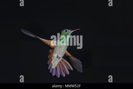 Berylline Hummingbird (Amazilia beryllina) (Colibrí berilo) in flight against a black background, San Juan Cosala, Jalisco, Mexico Stock Photo