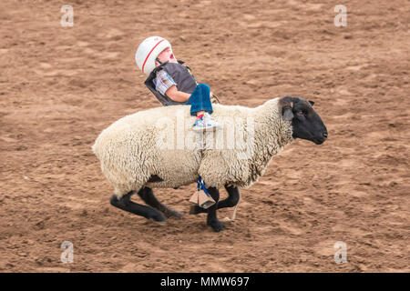 JULY 22, 2017 NORWOOD COLORADO - Young cowboys ride sheep during San Miguel Basin Rodeo, San Miguel County Fairgrounds, Norwood, Colorado Stock Photo