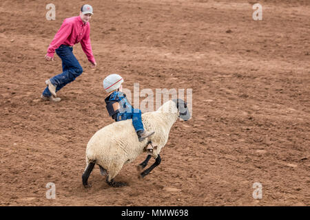 JULY 22, 2017 NORWOOD COLORADO - Young cowboys ride sheep during San Miguel Basin Rodeo, San Miguel County Fairgrounds, Norwood, Colorado Stock Photo