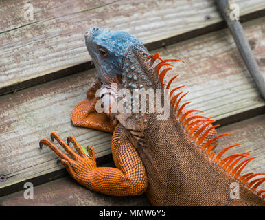 Green american iguana blue and red morph on wooden background Stock Photo