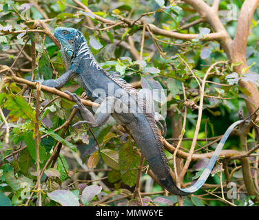 Whole green american iguana blue morph on tree branch Stock Photo