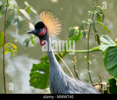 Black crowned crane Balearica pavonina bird close-up Stock Photo