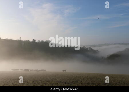 Herd of cows walking across a field in the early morning mist with landscape background Stock Photo