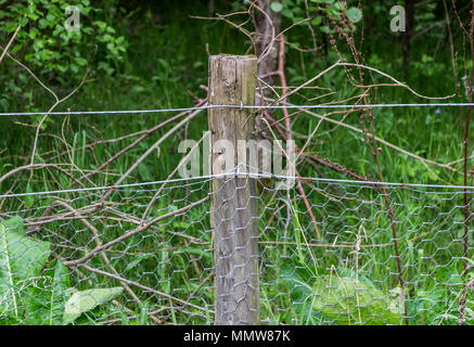 A wooden fence post holding up chicken wire with a forest in the background Stock Photo