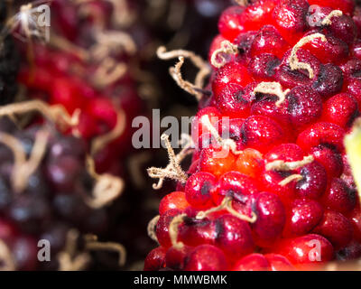 Select focus of red and purple Mulberry the background is a group of mulberries. Steam is attached to the mulberry. Concept of nature for texture back Stock Photo
