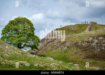 Sycamore Gap Hadrians Wall. England Northumberland Northumberland. England. Felled by vandals in 2023 Stock Photo