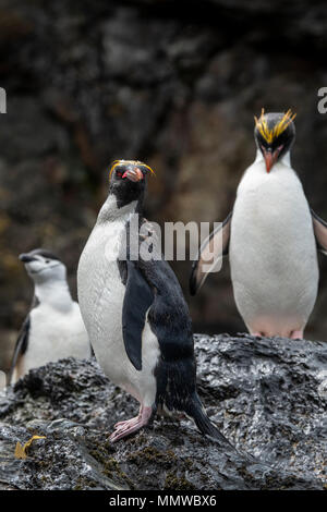 British Overseas Territory, South Georgia, Cooper Bay. Macaroni penguins (Wild: Eudyptes chrysolophus) with Chinstrap penguin (Wild: Pygoscelis antarc Stock Photo