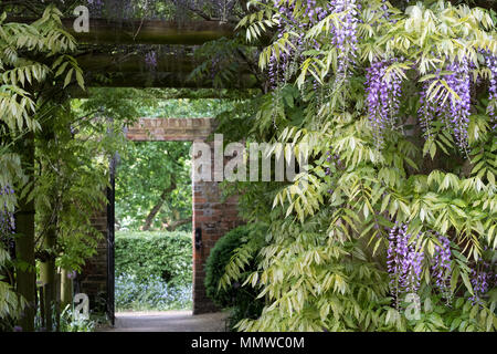 Wisteria tunnel at Eastcote House Gardens, Hillingdon UK, photographed in mid May. Flowers are in full bloom. Stock Photo