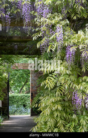Wisteria tunnel at Eastcote House Gardens, Hillingdon UK, photographed in mid May. Flowers are in full bloom. Stock Photo