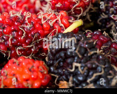 Select focus of red and purple Mulberry the background is a group of mulberries. Steam is attached to the mulberry. Concept of nature for texture back Stock Photo