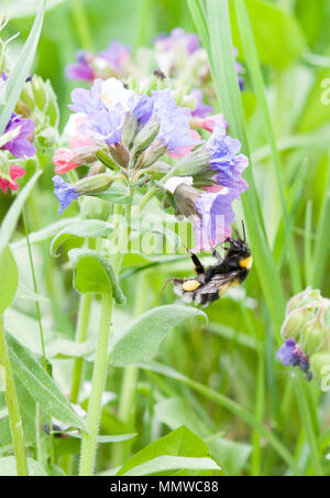 bumblebee finding nectar on a flower Stock Photo - Alamy