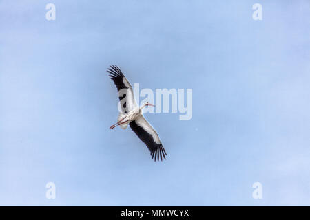 Stork single in flight isolated on blue sky Background birds wildlife Stock Photo
