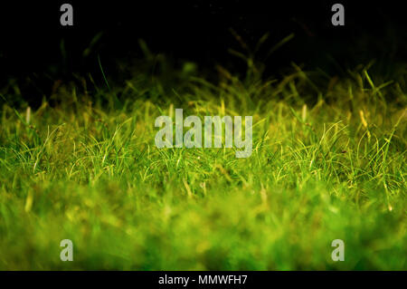 Magical looking grass on the black background Stock Photo