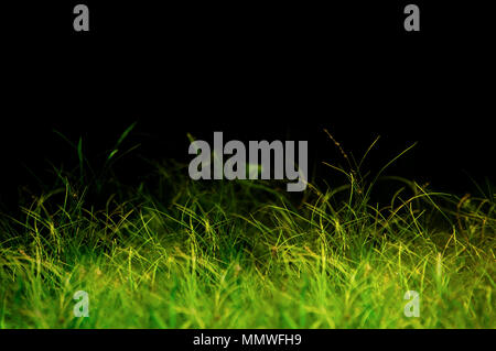 Magical looking grass on the black background Stock Photo