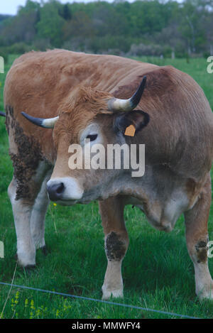 Aubrac cows, in their meadow in Auvergne, portraits Stock Photo