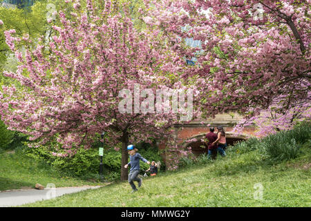 Kwanzan cherry blossoms are a highlight of central park in springtime, NYC, USA Stock Photo