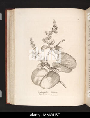 . Illustration of Cissampelos pareira  . between 1790 and 1793. James Phillips Cissampelos pareira Stock Photo