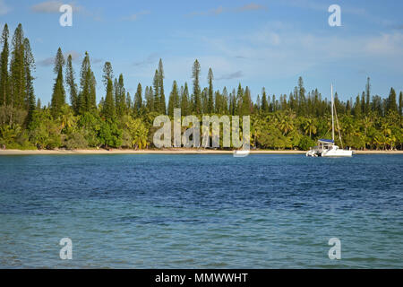 Sailing catamaran docked at Kuto Bay surrounded by endemic cook pines, Araucaria columnaris, Isle of Pines, New Caledonia, South Pacific Stock Photo