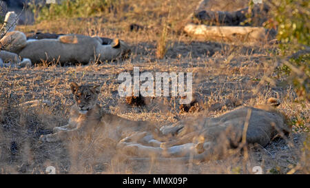 Sleeping lions, Panthera leo, Kruger National Park, South Africa Stock Photo
