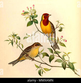 . Red-headed Bunting Emberiza bruniceps Brandt  . between 1867 and 1872. John Gould & Henry C. Richter EmberizaBrunicepsGould Stock Photo