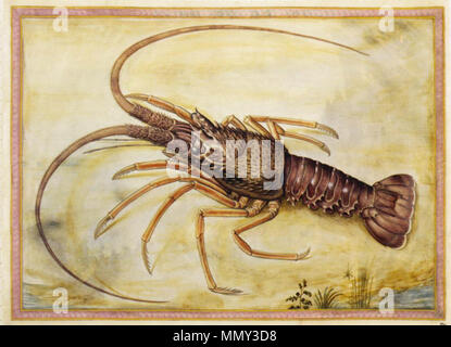 English: Mediterranean lobster . 1558. Giorgio Liberale - Mediterranean lobster - WGA12971 Stock Photo